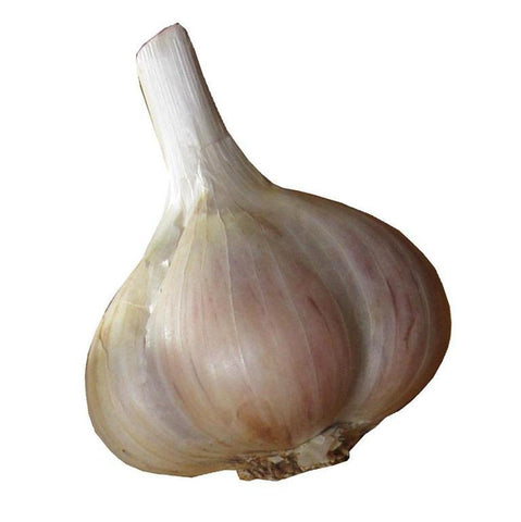 Porcelain Garlic Seed