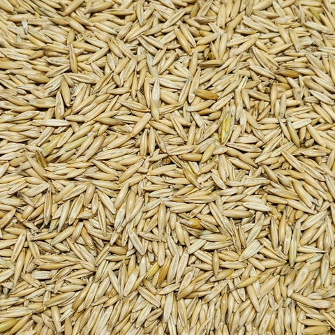 Oat Seed