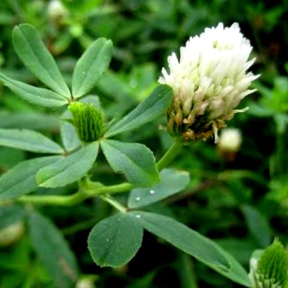 Berseem Clover