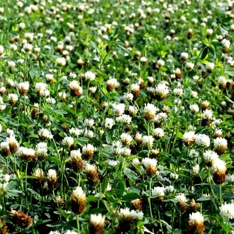 Berseem Egyptian Clover