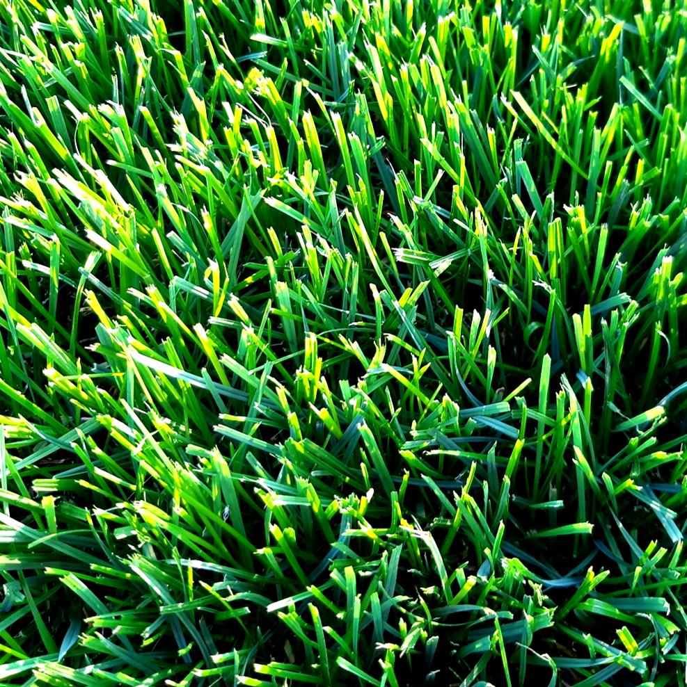 Kentucky Bluegrass