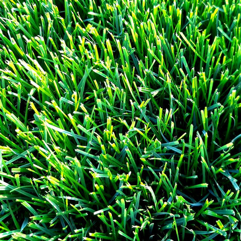 Kentucky Bluegrass