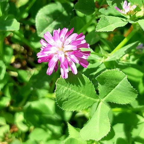 Bees & Butterfly Cover Crop Seed