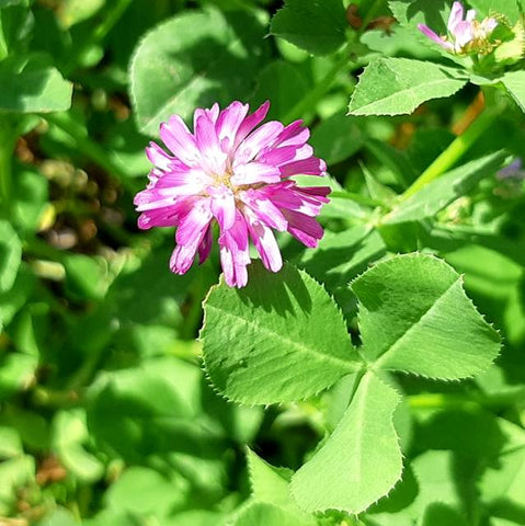 Persian Clover