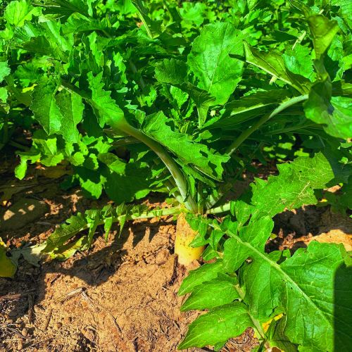 Daikon Tilling Radish John Boy Farms