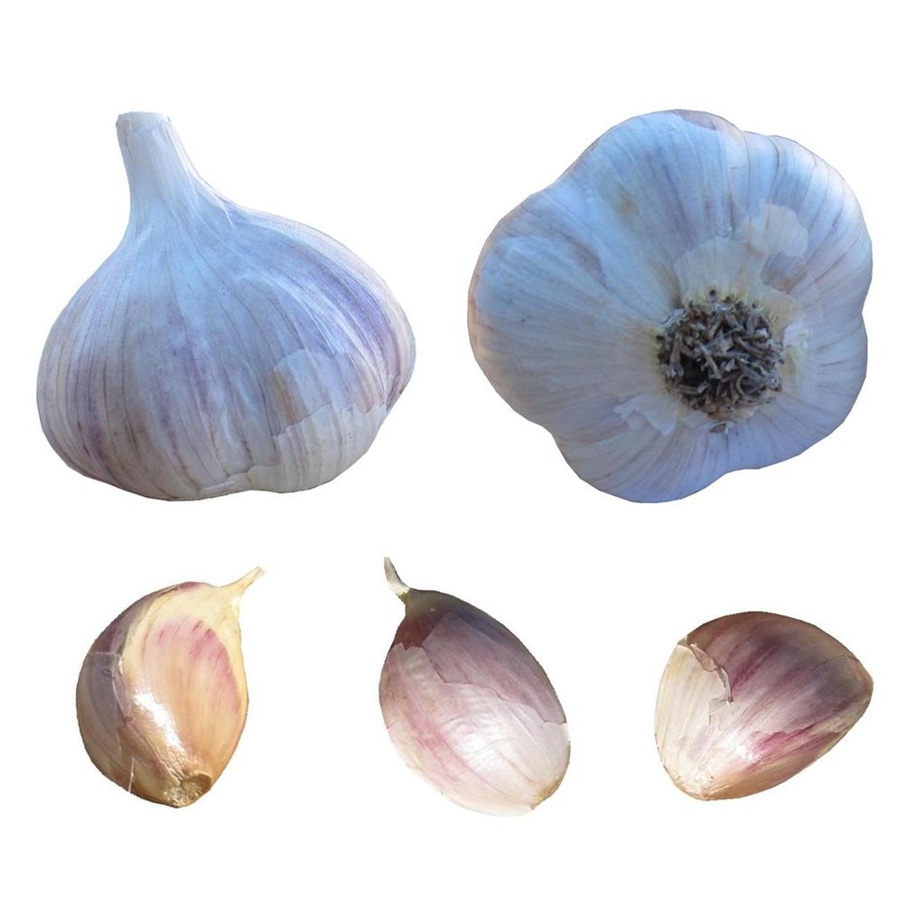 Culinary Food Garlic