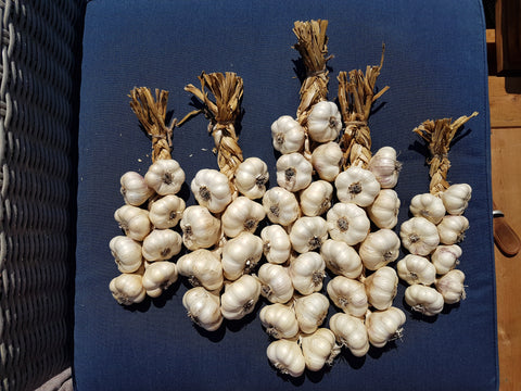 softneck garlic braids