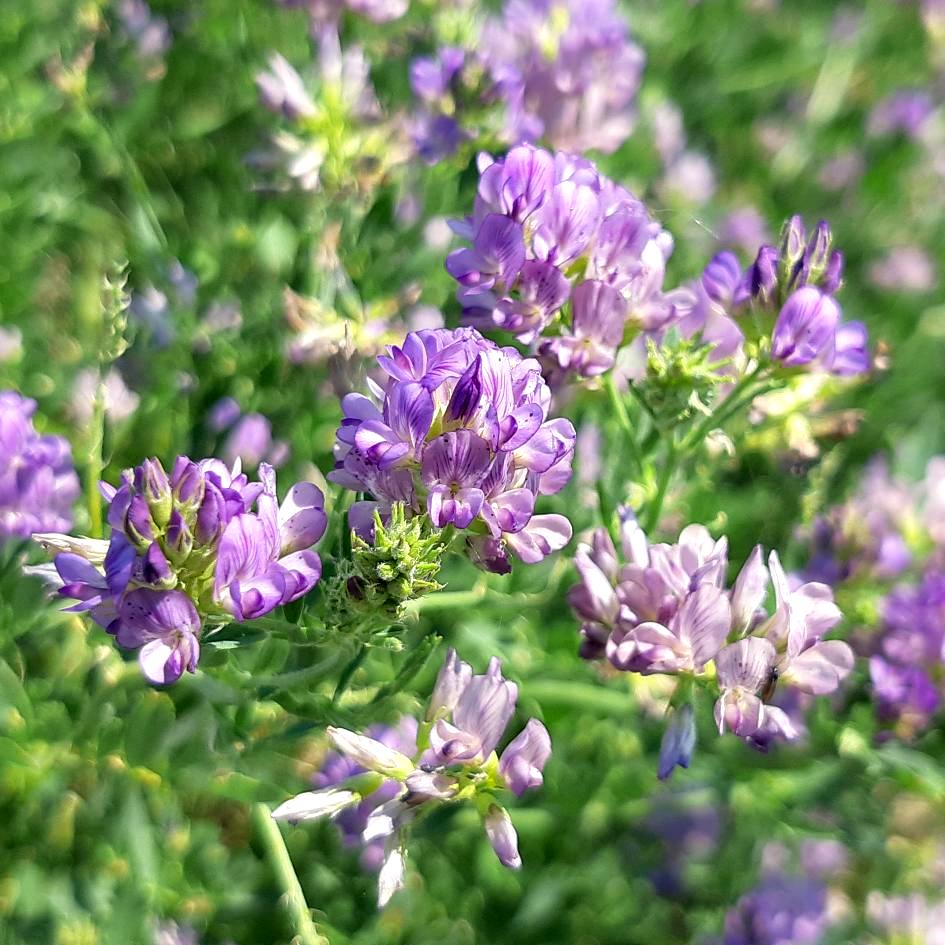 Bees & Butterfly Cover Crop Seed