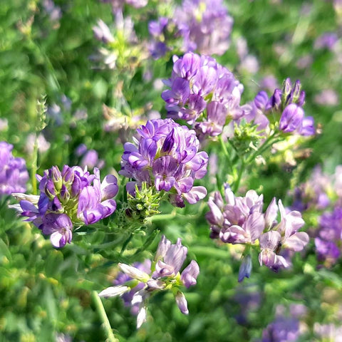 Bees & Butterfly Cover Crop Seed