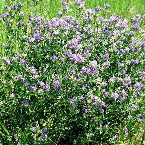 Alfalfa