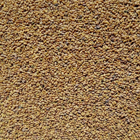 Alfalfa Seed