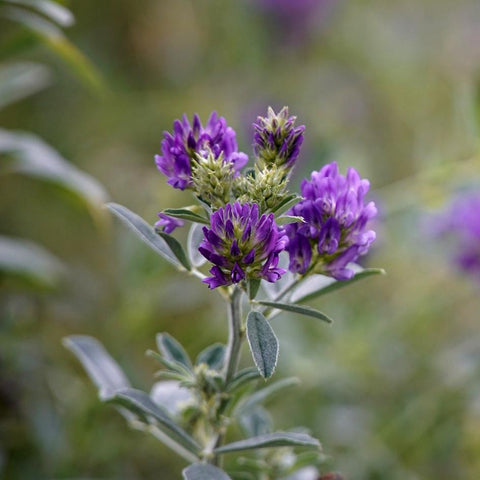 Alfalfa Seed