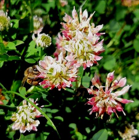 Alsike Clover Pollinator
