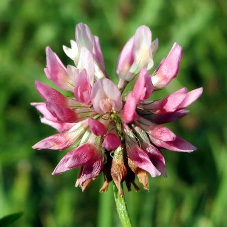 Alsike Clover Flower