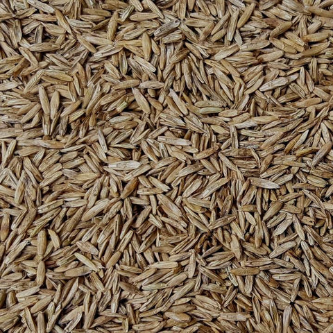 Annual Ryegrass Seed