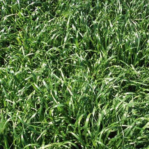 Annual Ryegrass