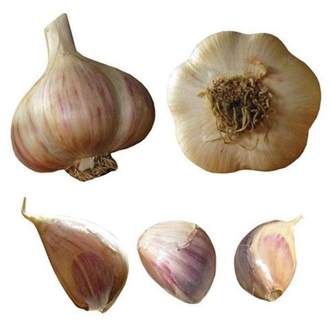 Porcelain Garlic Seed Bulbs