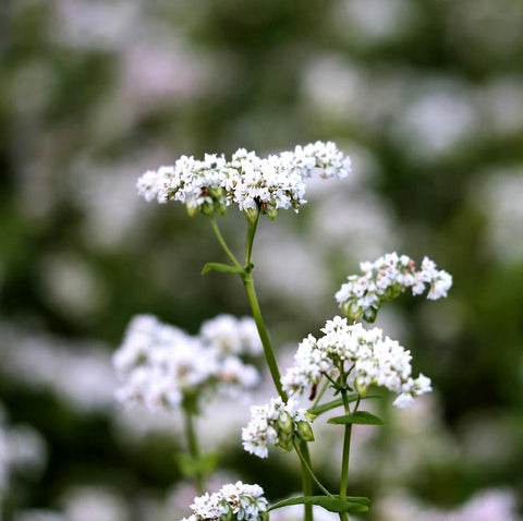 Pollinator Cover Crop Seed