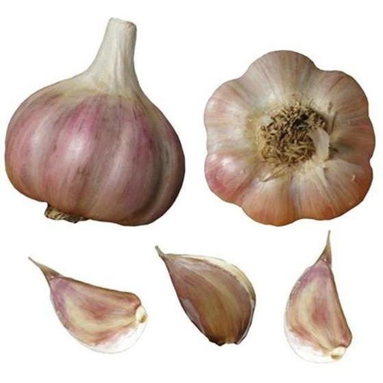 chesnok red garlic seed bulbs