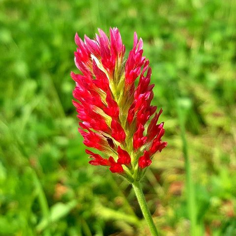 Bees & Butterfly Cover Crop Seed