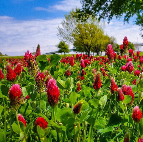 Crimson Clover Cover Crop Seed