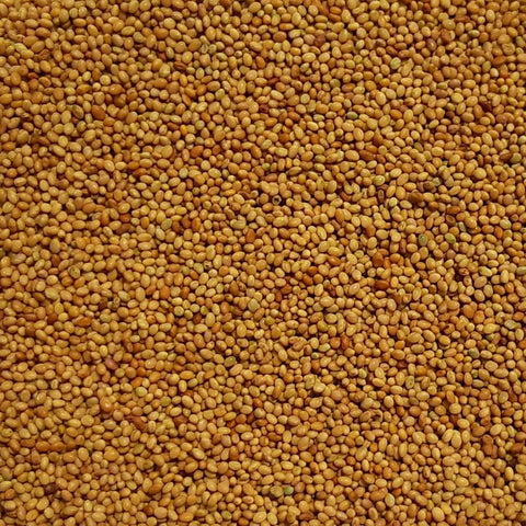 Crimson Clover Cover Crop Seed