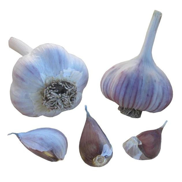 Legacy garlic seed bulbs