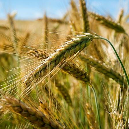 Fall Rye