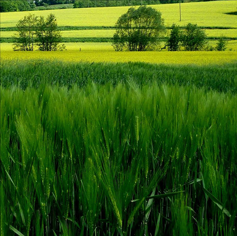 Fall Cereal Rye Seed