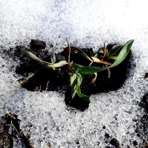 Fall Cereal Rye Seedling