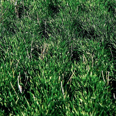 Fall Rye