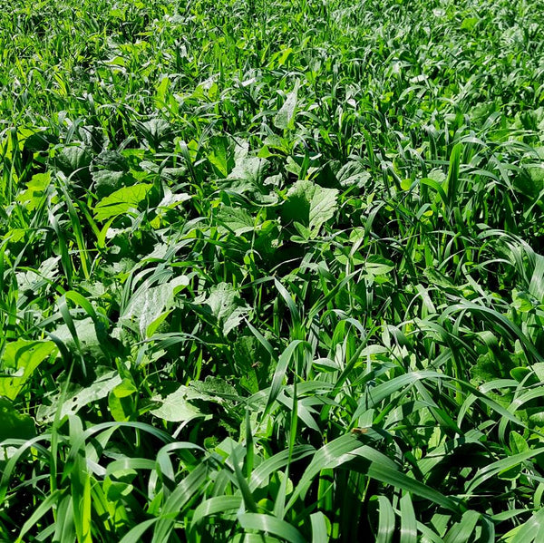 Garden Cover Crop Seed Mix John Boy Farms