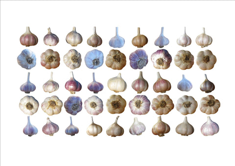 Canadian Food Garlic