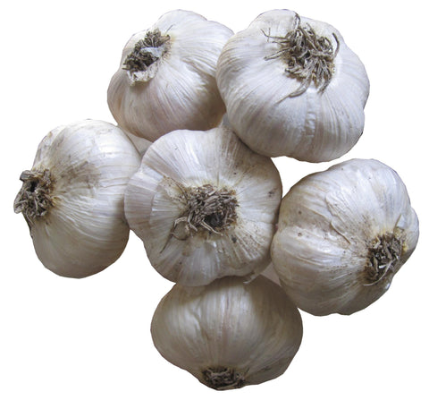 bundle of music garlic bulbs