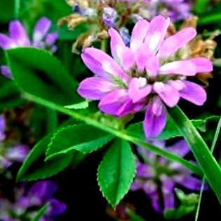 Persian Clover Seed