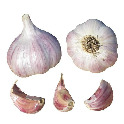 Bulk Garlic Seed Bulbs
