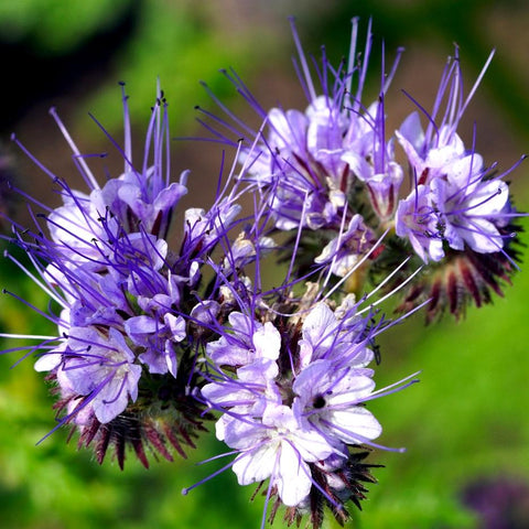 Bees & Butterfly Cover Crop Seed