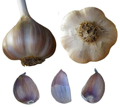 Bulk Garlic Seed Bulbs