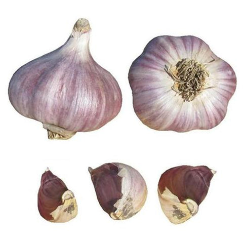 Russian Red Garlic Seed Bulbs