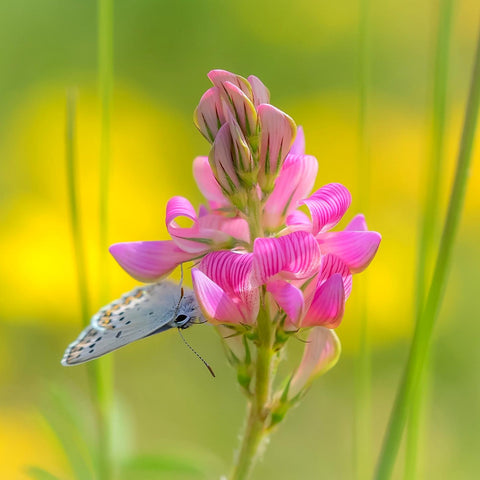 Pollinator Cover Crop Seed