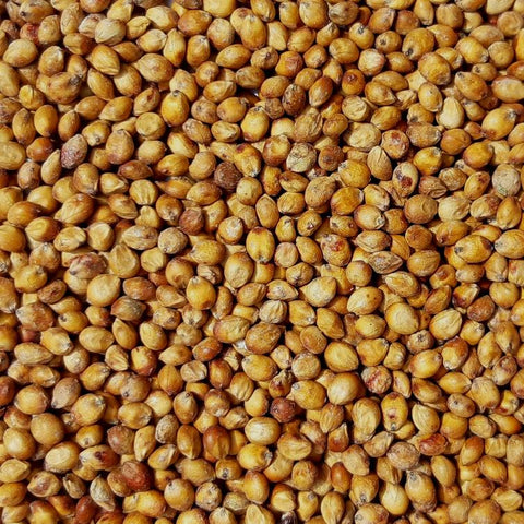 Sorghum Sudangrass