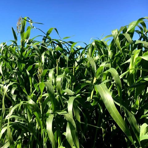 Sorghum Sudangrass Cover Crop Seed