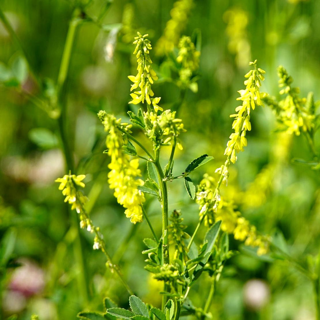 Yellow Sweet Clover Seed