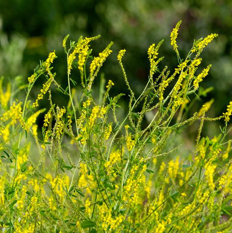 Sweet Yellow Clover Cover Crop Seed