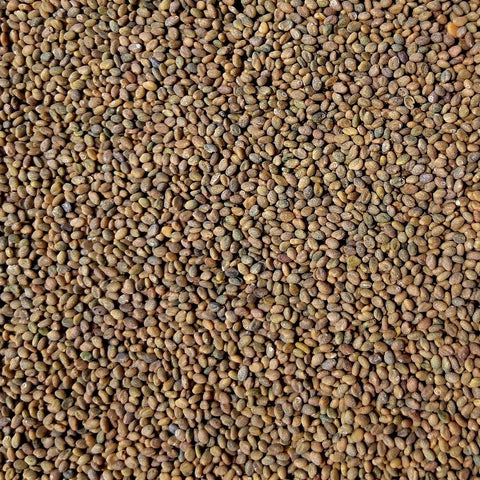 Sweet Yellow Clover Cover Crop Seed