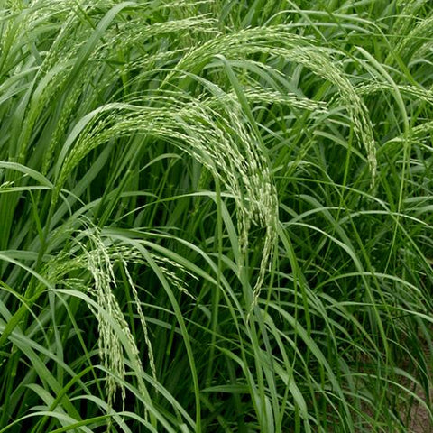 Teff Grass Seed