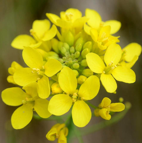 Radish Flower Seed
