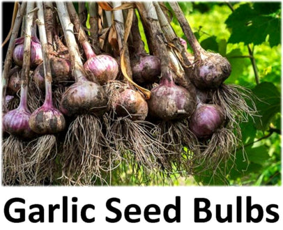 Garlic Seed Bulbs