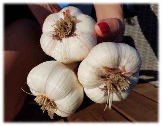 How To Grow Big Garlic Bulbs: 5 Easy Steps