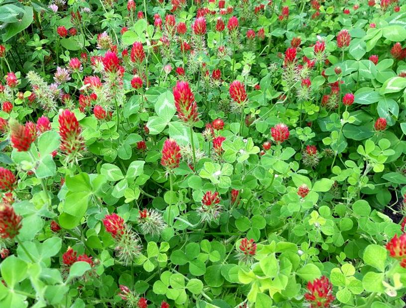 Winter Cover Crop Crimson Clover